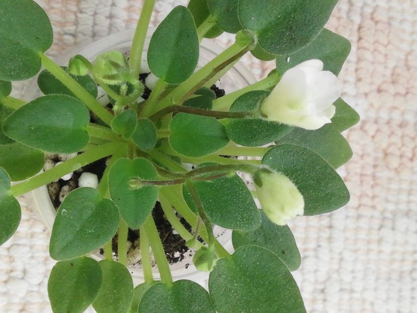 6 iun - LE Flerdoranz