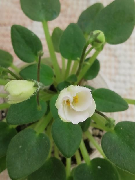 6 iun - LE Flerdoranz