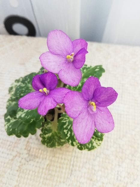 25 mai - Rob s Jee Jim