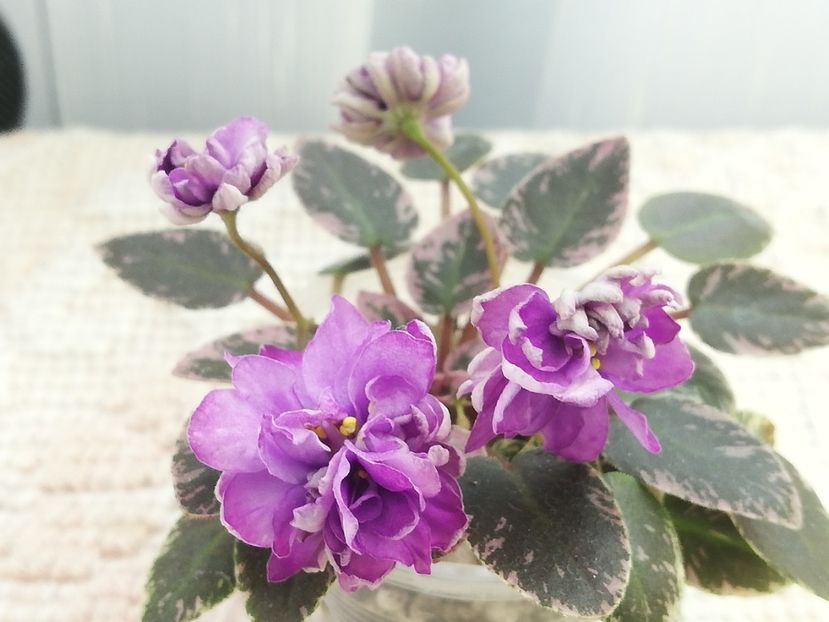 25 mai - LE Gornaya Lavanda