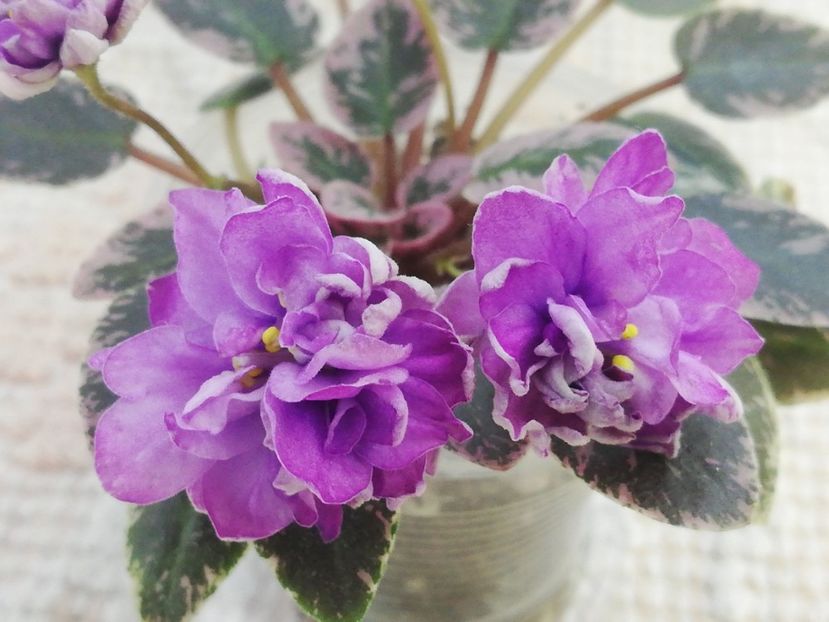 25 mai - LE Gornaya Lavanda