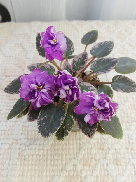 31 mai - LE Gornaya Lavanda