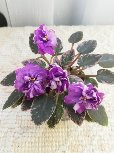 31 mai - LE Gornaya Lavanda