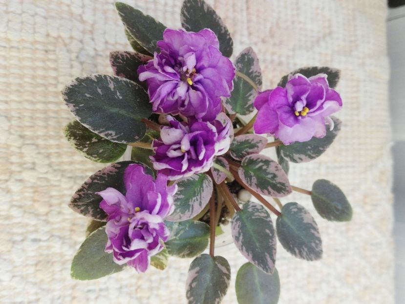 31 mai - LE Gornaya Lavanda