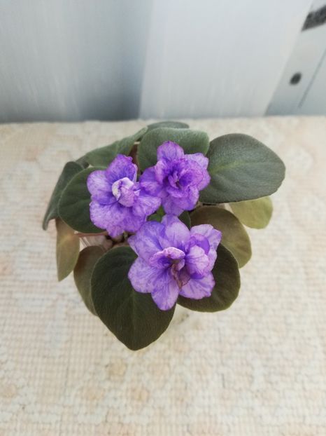 6 iun - RS Tayna Niagary