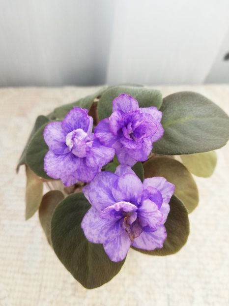 6 iun - RS Tayna Niagary