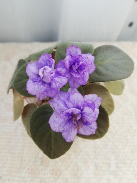 6 iun - RS Tayna Niagary