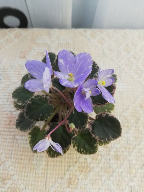 25 mai - N Goluboe Solnishko