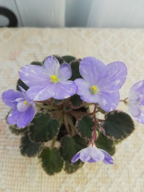 25 mai - N Goluboe Solnishko