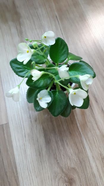  - Morgan s Junior Mint