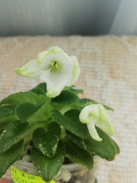 6 iun - N Svetlaya Pechalj