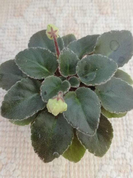 31 mai - NL Kniaginia Olga