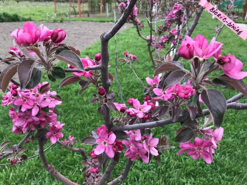 24 Aprilie 2022 - Biored GERMANIA - pulpa rosie