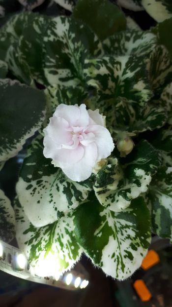  - Watermelon Snow