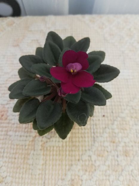 25 mai - Precious Red