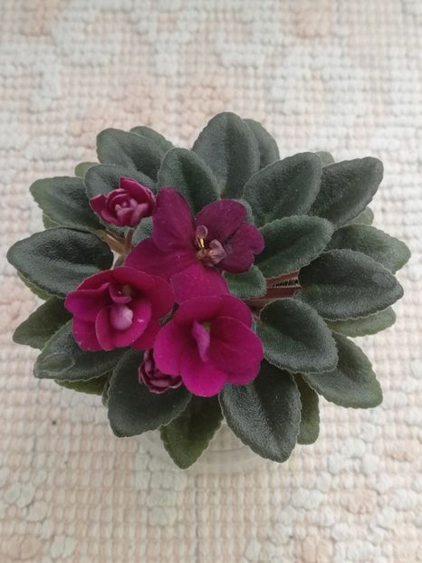 6 iun - Precious Red