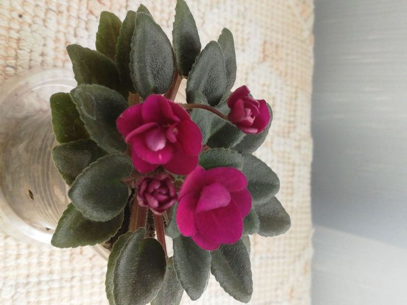 6 iun - Precious Red