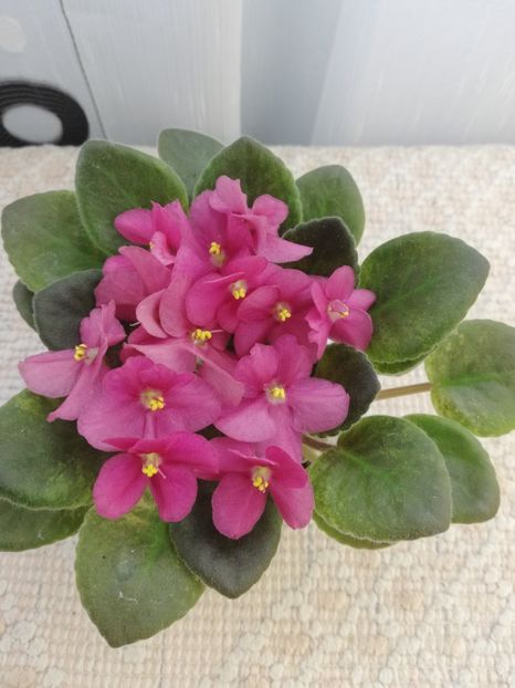 25 mai - ZZ Rob s Slap Happy