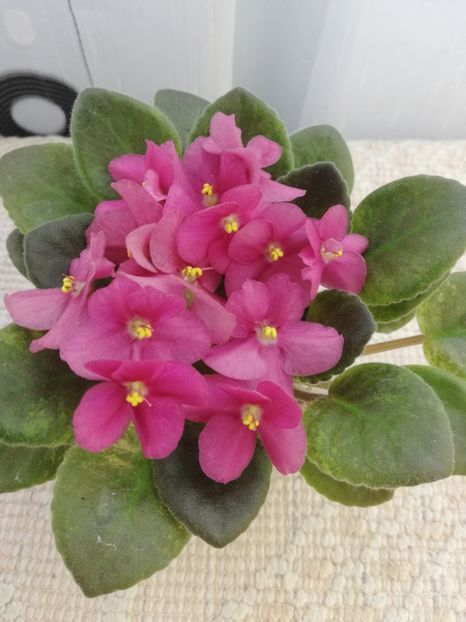 25 mai - ZZ Rob s Slap Happy