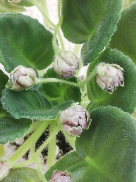 6 iun - ZZ RS Osernaya Feya