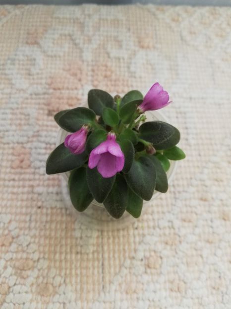 6 iun - SK Vernisazh