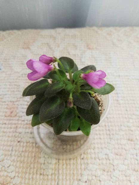 6 iun - SK Vernisazh