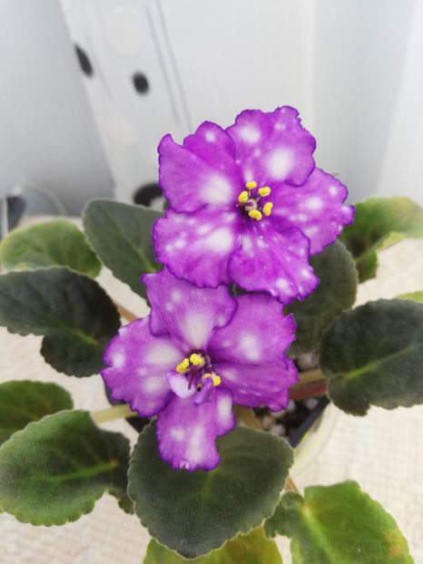 25 mai - Storm s Eye