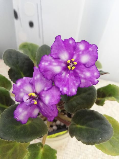 25 mai - Storm s Eye