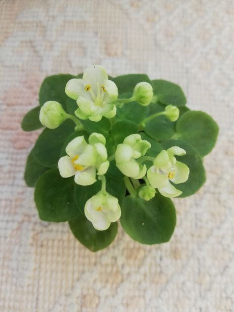 31 mai - Mac s Whazzaat