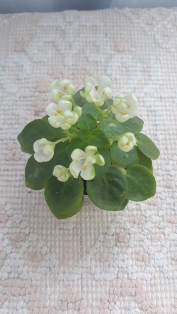 6 iun - Mac s Whazzaat