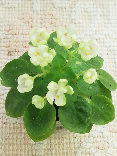 6 iun - Mac s Whazzaat