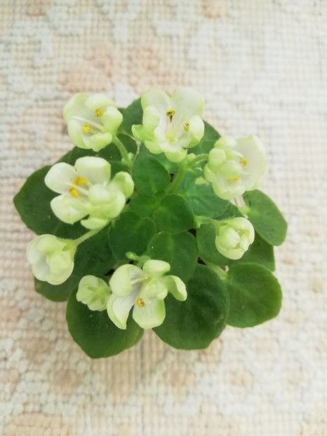 6 iun - Mac s Whazzaat