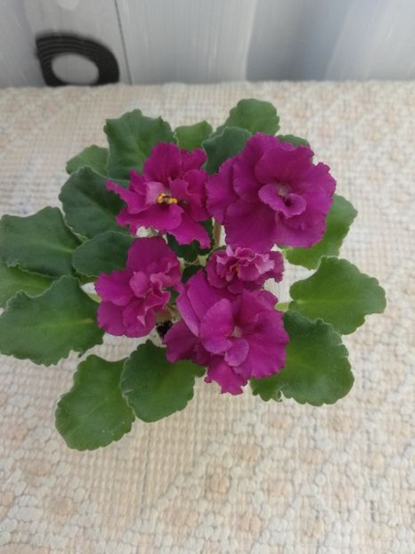 31 mai - AV Liubimaya Igrushka