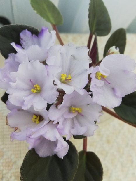 25 mai - ZZ Rob s Pewter Bells