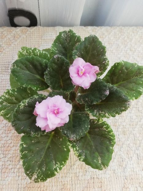 31 mai - Rose Bouquet