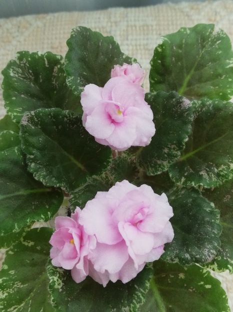 6 iun - Rose Bouquet