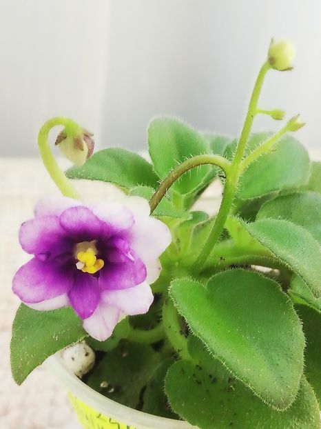 31 mai - AV Ezhik v Tumane