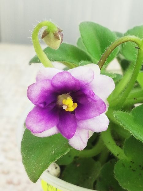 31 mai - AV Ezhik v Tumane