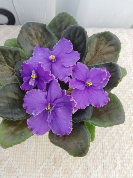 25 mai - RS Korolevich