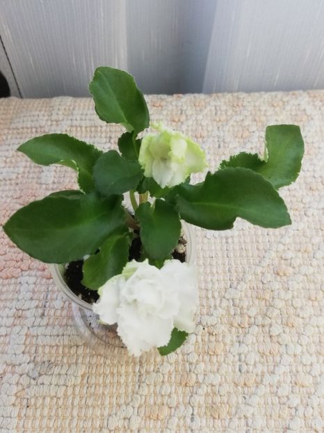 31 mai - LE Beliy Lebedj