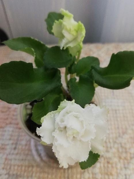 31 mai - LE Beliy Lebedj