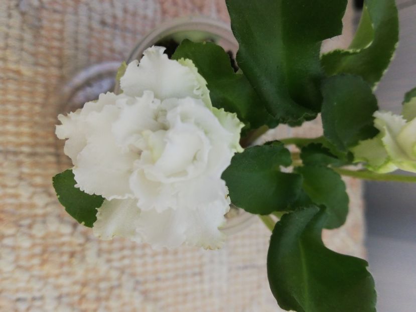 31 mai - LE Beliy Lebedj