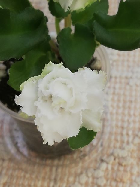 31 mai - LE Beliy Lebedj