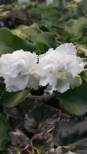 4 iun - LE Beliy Lebedj