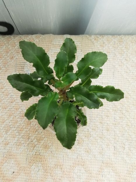 6 iun - LE Chrustaljniy Lebedj