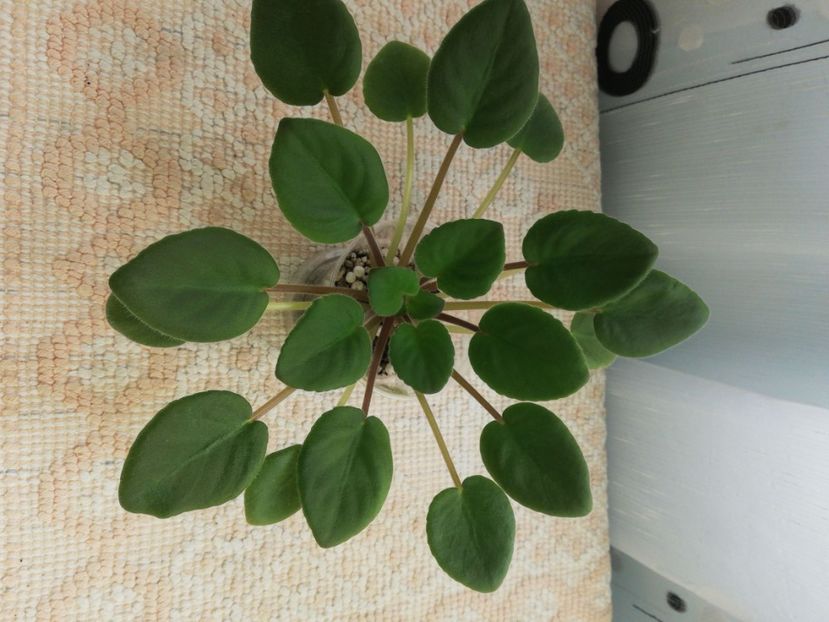 6 iun - DN November Rain