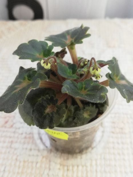 31 mai - Fay s Madeleine