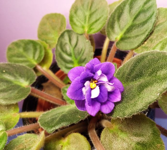  - Soiuri industriale-yyy