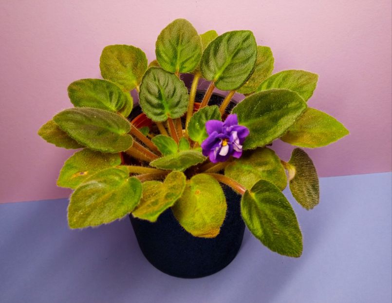  - Soiuri industriale-yyy