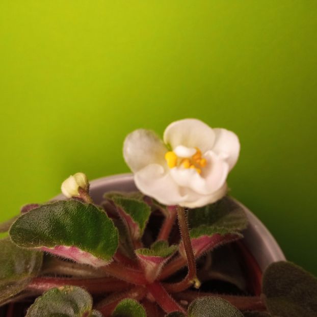  - Soiuri industriale-yyy